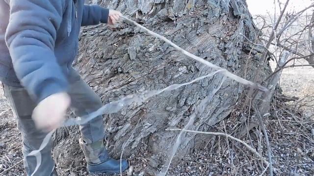 Дерево ГИГАНТ! Замерил ОБХВАТ ЧУТЬ НЕ УПАЛ! смотреть онлайн