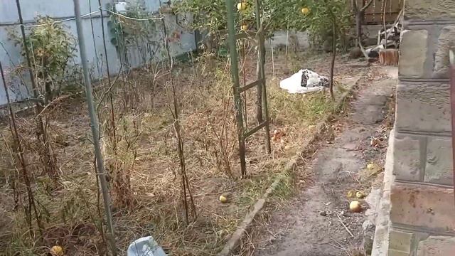 щенок Миша пеку картошку с салом и луком... смотреть онлайн