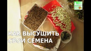 КАК БЫСТРО ВЫСУШИТЬ СЕМЕНА?!!