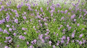 Lavandula angustifolia Blue Scent