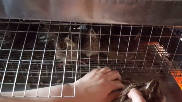 Взвешивание перепелят в 21 день, от супер производителей породы Техасский бройлерный перепел, Фарао