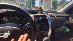 Мультируль на Tucson JM от Kia C'eed