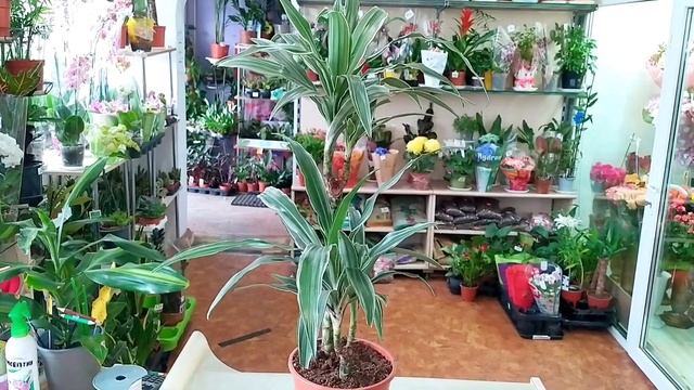 обзор 30.04.22. Беларусь. Цветы комнатные. замиокулькас черный "Равен", строманта "Мейджик стар" и. смотреть онлайн