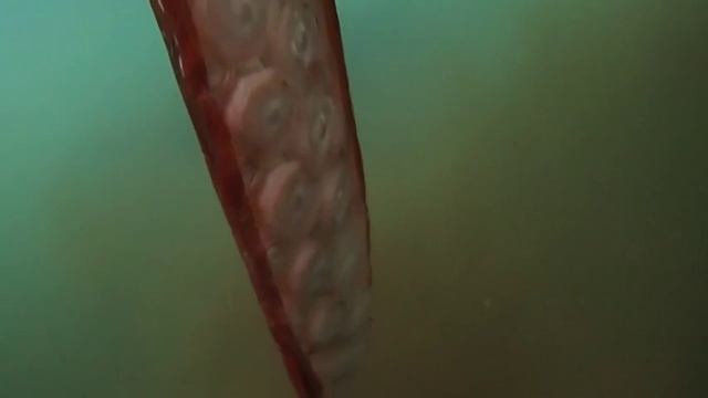 Архитеутис смотреть онлайн