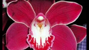 Cymbidium Orchid - Melody