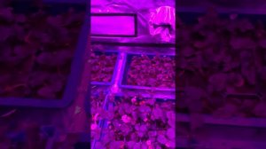 Клубника в гроубоксе. Часть 1