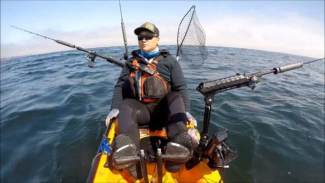 Kayaker Harassed by Sea Lions смотреть онлайн