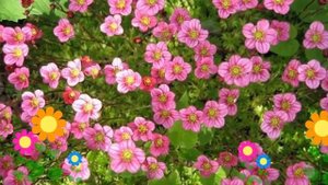 Камнеломка арендса Carpet Pink. Краткий обзор, описание характеристик, где купить саженцы