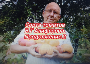 Сорта томатов селекционера В Г Алиферова. Продолжение 2.