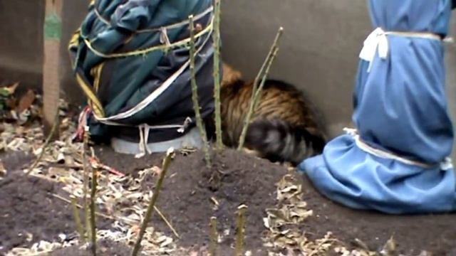 Домашние кошки хищные животные !!! смотреть онлайн