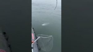 кижуч камчатка