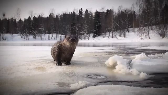Эта "ГОСТЬЯ" выходит к нему каждый день из ОЗЕРА! Однажды он спас ее ЖИЗНЬ... смотреть онлайн