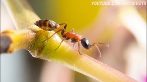 ? Насекомые и жуки ? Развивающее видео для детей в картинках ? Детские карточки Домана ?