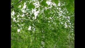 кудесница леса - Олеся