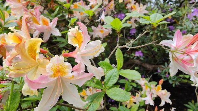 Harcourt Arboretum June 2021 смотреть онлайн