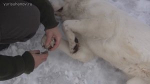 [Часть 3] Взаимоотношения с вашей собакой