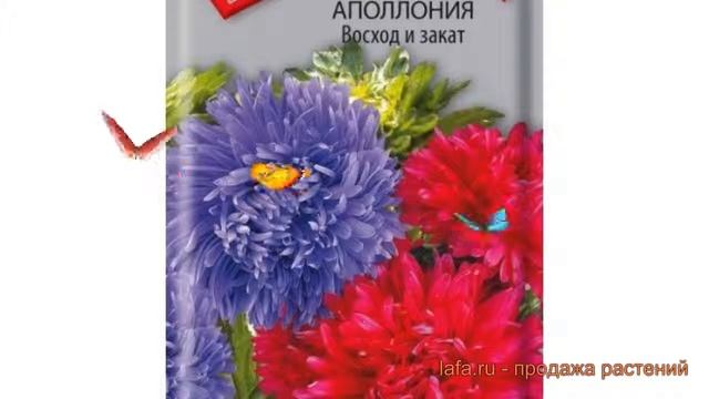 Астра обыкновенный Восход и закат (voskhod i zakat) ? обзор: как сажать, семена астры Восход и зака смотреть онлайн