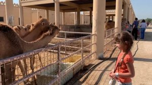 Кормление верблюдов на верблюжьей ферме : Бахрейн