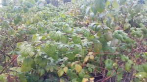 Какой результат удаления побегов замещения весной на летних сортах малины?