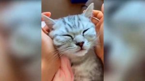 Котики и милые котята / Нарезка смешные моменты