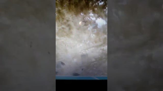 Nolina смотреть онлайн