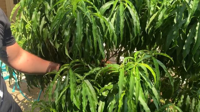 Growing a dwarf peach tree | Things you should know смотреть онлайн