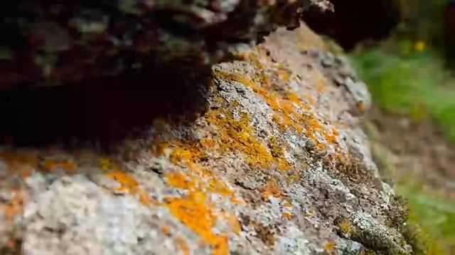 Лишайник.webm смотреть онлайн