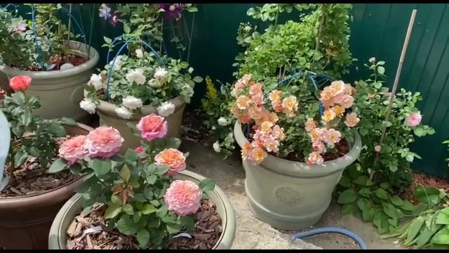 Роза МИЯБИ Японский сорт розы в моем саду! смотреть онлайн