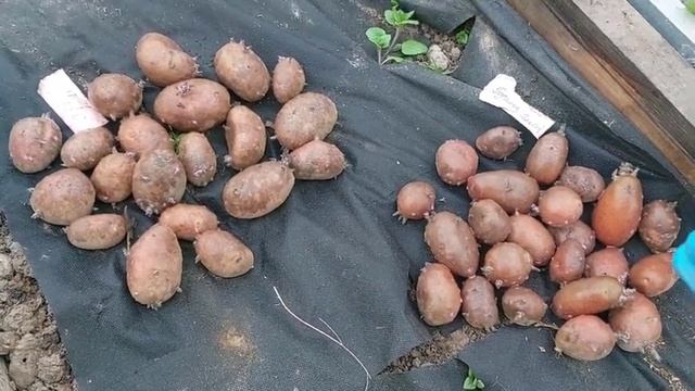 Посадка картофеля. Обработка клубней от вредителей и болезней. смотреть онлайн