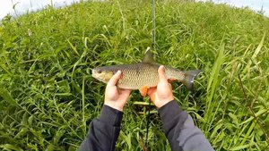 Рыбалка на малой реке. Нахлыст, голавль,  лето..mp4