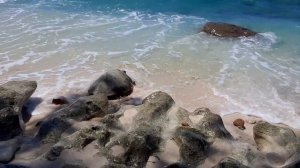 Cousin Island - Curieuse Island, Seychelles