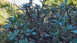 Как растет в Саянах Саган Дали