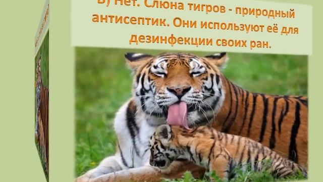 Викторина «О, Тигр, ты чудо из чудес…», посвященная Международному дню Тигра.