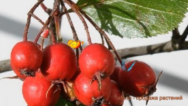 Боярышник остроиглистый (crataegus) ? остроиглистый боярышник обзор: как сажать, саженцы боярышника