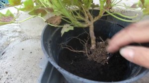 Пересадка пеларгоний из грунта в горшки