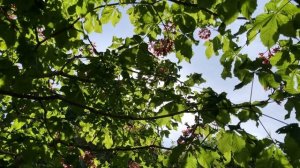 Red Horse Chestnut (Aesculus x carnea) - Canopy - May 2020