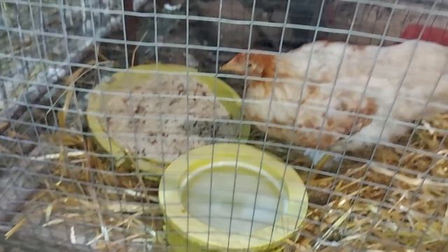 Сделали гипс курочке. Будут ли у нас кролики? смотреть онлайн