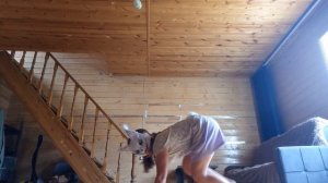 тутор на прыжки квадробика