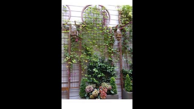ПЛЕТУЩИЕСЯ РАСТЕНИЯ И ЦВЕТЫ ДЛЯ ВАШЕГО САДА И ДОМА С ДИЗАЙНОМ!!! смотреть онлайн