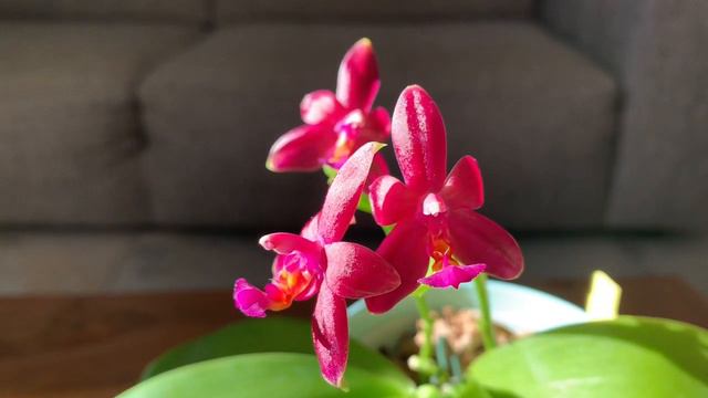半原生种蝴蝶兰Phalaenopsis Valentinii