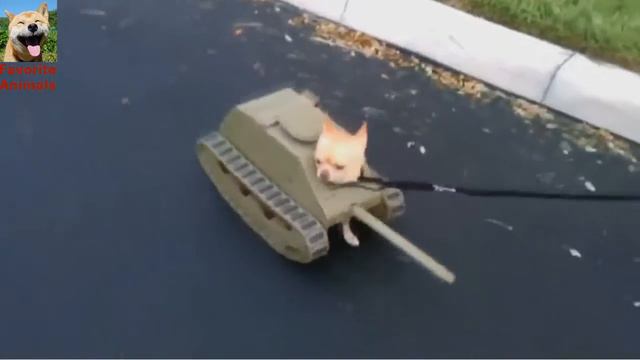 Подборка собак в костюмах! Видео очень уматовое! Смешные животные! Вам понравится! смотреть онлайн