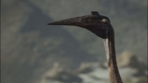 Quetzalcoatlus Challenging Tyrannosaurus [Prehistoric Planet]