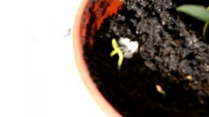 Олеандр из семян!