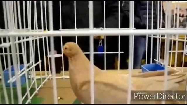 ГОЛУБИ // ВЫСТАВКА // АРМАВИРСКИХ КОРОТКОКЛЮВЫХ // ГЕРМАНИЯ. смотреть онлайн