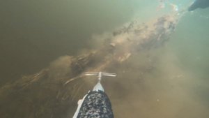 подводная охота  на сома