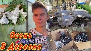 Пополнение в Хозяйстве / Новая порода Индоуток и Кур /Утки, Гуси, Куры, цыплята | Лаванда и Виандот