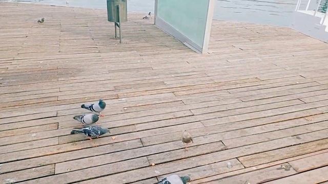 BARCELONA TOUR / Visita a MAREMAGNUM Barcelona смотреть онлайн