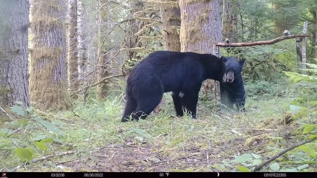 Bear vs Mirror смотреть онлайн