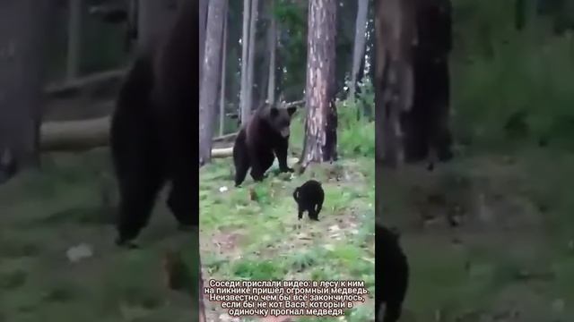 Кот и медведь. Вася успокойся, Вася не надо. Кот спас семью знакомых от медведя в лесу.