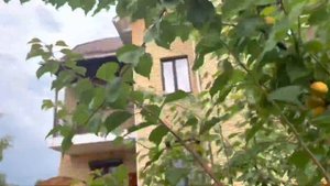 АБРИКОС ТРИУМФ СЕВЕРНЫЙ СПАСЁН/нереальный урожай